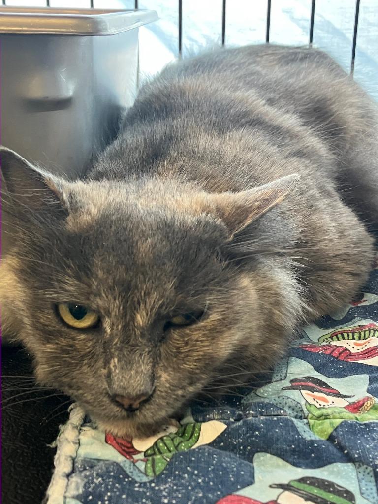 Enlarge Mia, a Adoptable mixed breed in Lunenburg, MA image 2/2