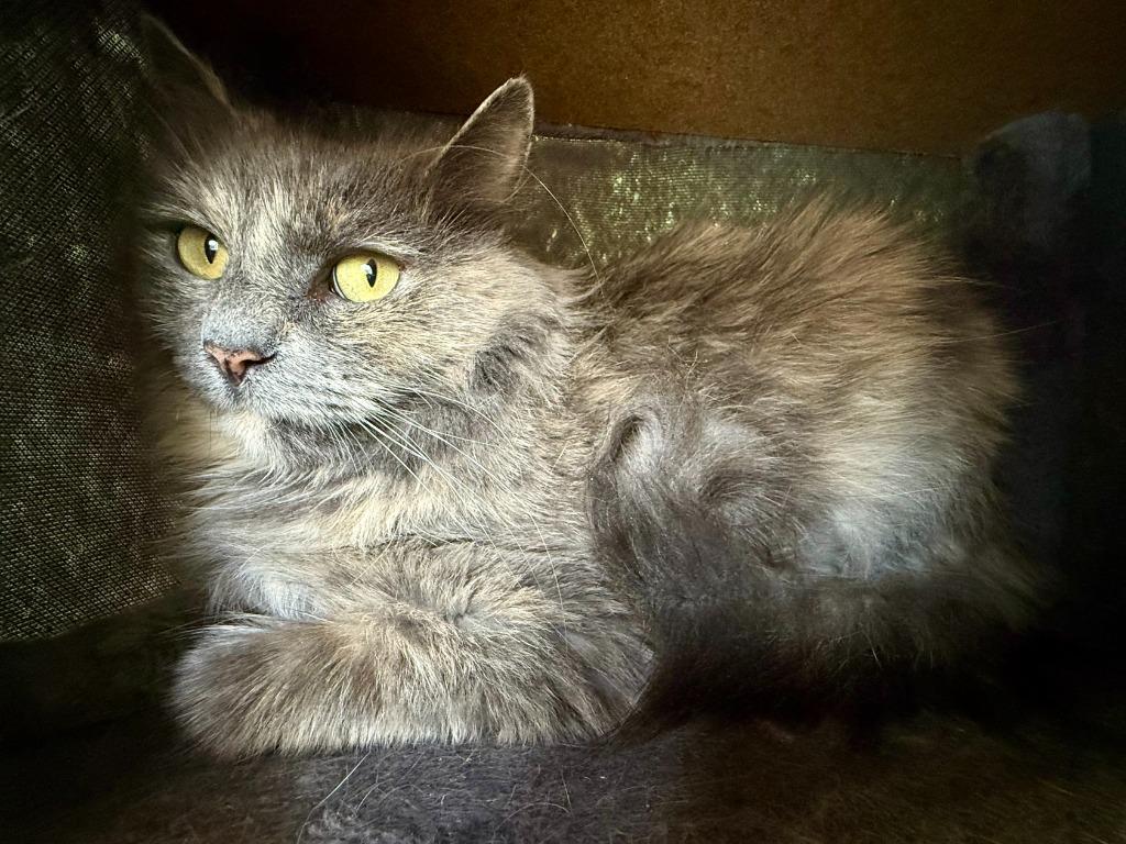 Enlarge Mia, a Adoptable mixed breed in Lunenburg, MA image 3/3