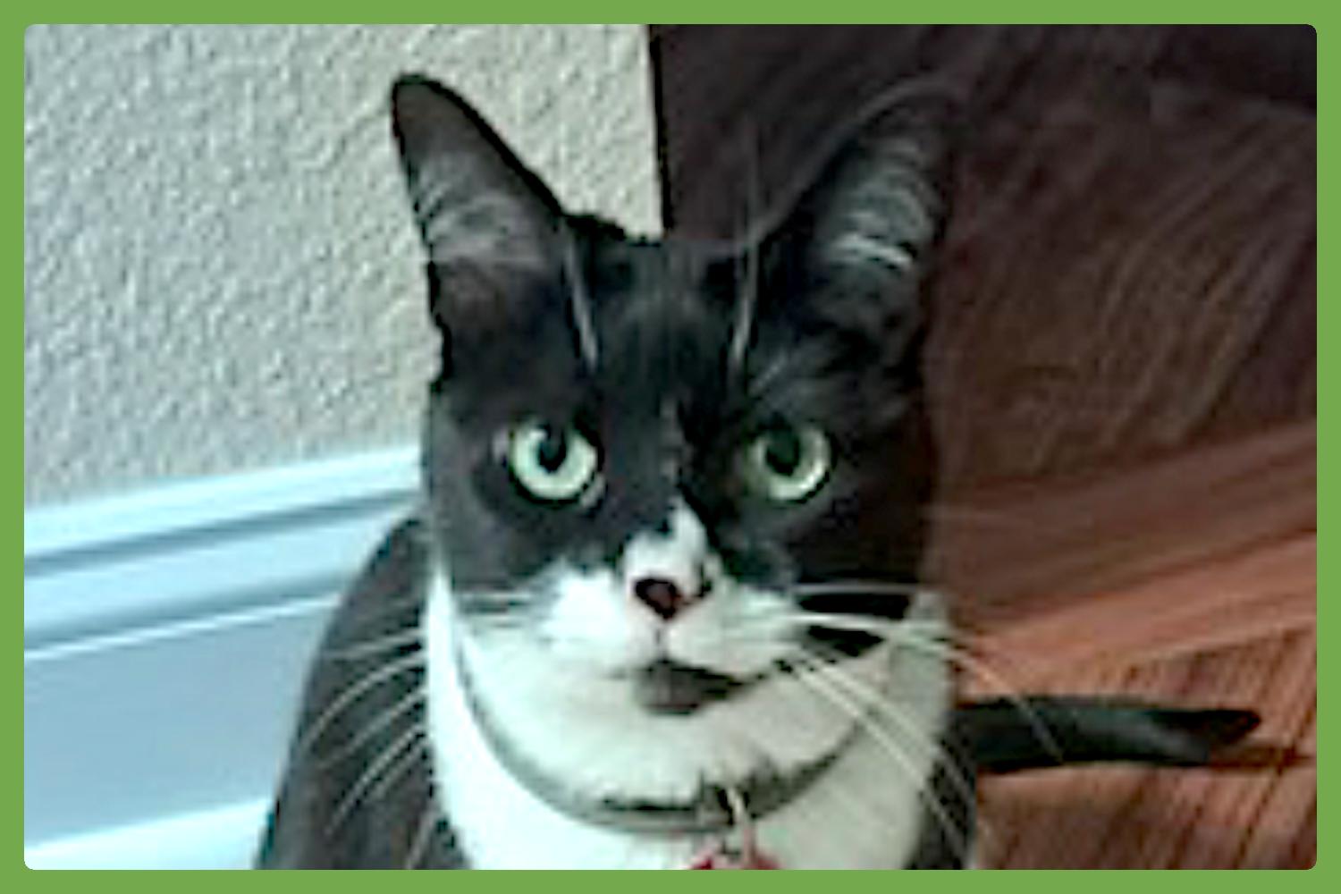 Paison, Adult Female unknown
