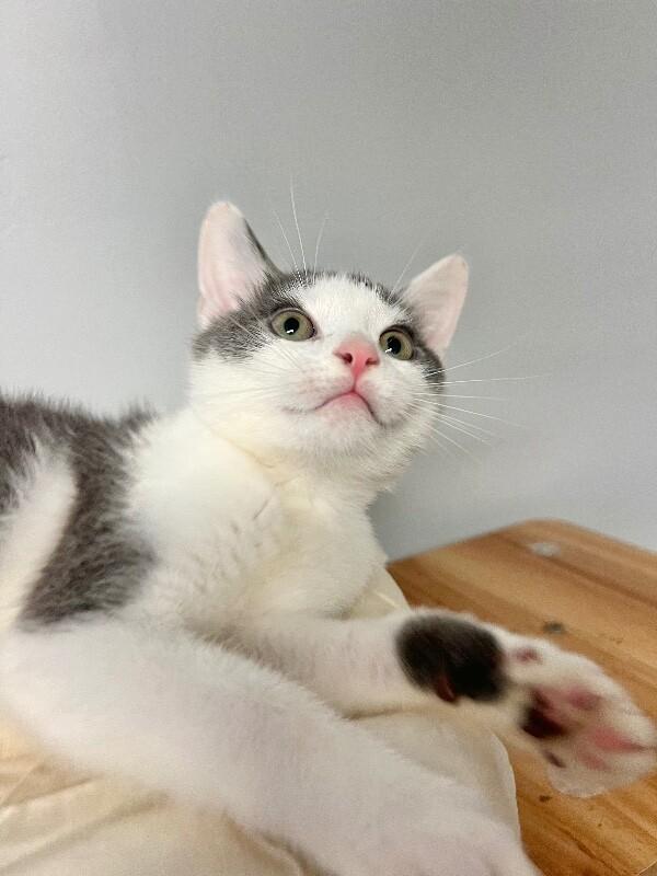 Yield, Adoptable, Young Male Domestic Short Hair.