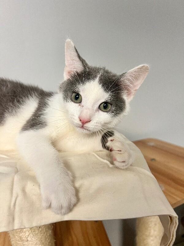 Enlarge Yield, a Adoptable Domestic Short Hair in North Babylon, NY image 2/3