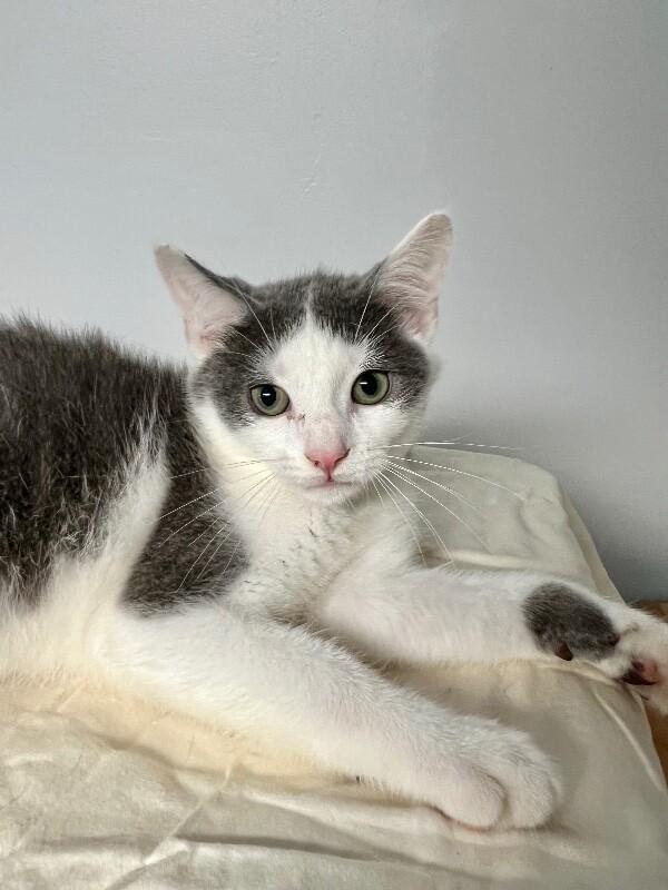Enlarge Yield, a Adoptable Domestic Short Hair in North Babylon, NY image 3/3