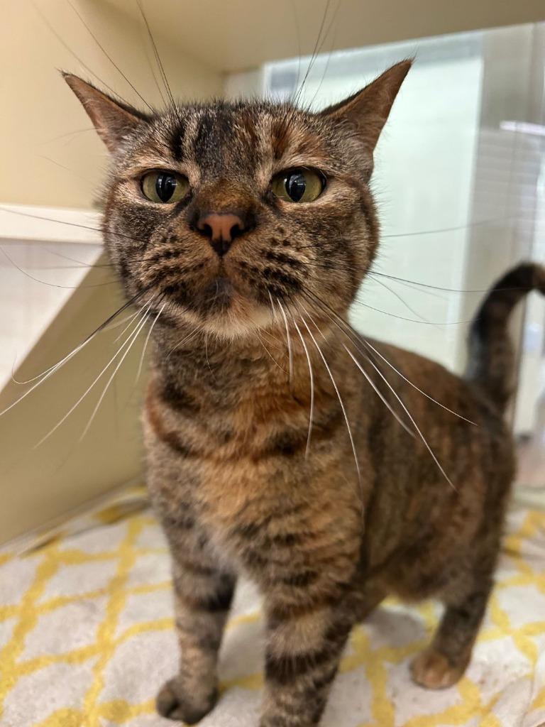 Enlarge Lela, a Adoptable mixed breed in Waverly, NY image 2/2