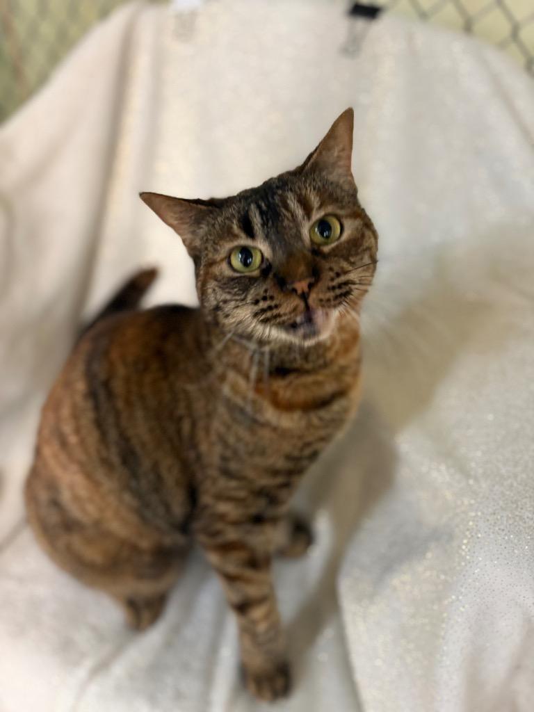 Enlarge Lela, a Adoptable mixed breed in Waverly, NY image 1/2