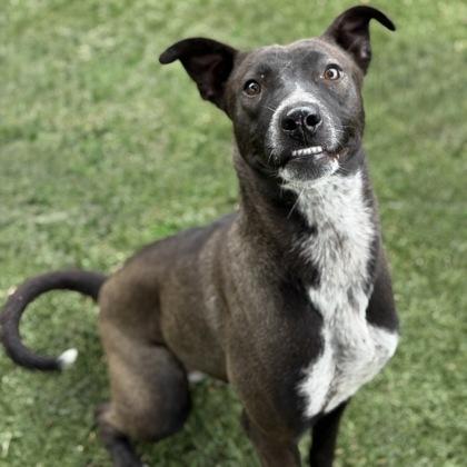 Enlarge Mija, a ADOPTABLE mixed breed in Red Bluff, CA image 2/3