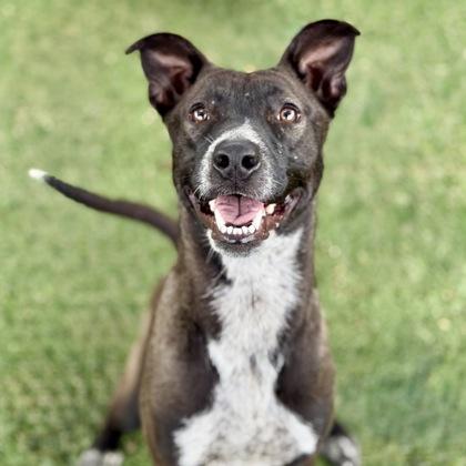 Mija, ADOPTABLE, Young Female Pit Bull Terrier & McNab.