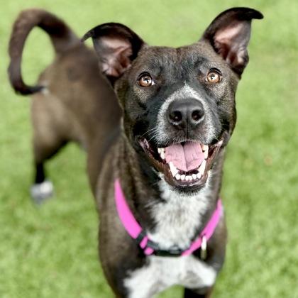 Mija, ADOPTABLE, Young Female Belgian Shepherd / Malinois & Border Collie.