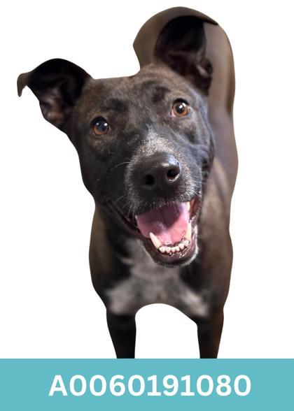 Enlarge Mija, a ADOPTABLE mixed breed in Red Bluff, CA image 1/1
