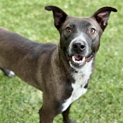 Enlarge Mija, a ADOPTABLE mixed breed in Red Bluff, CA image 3/3