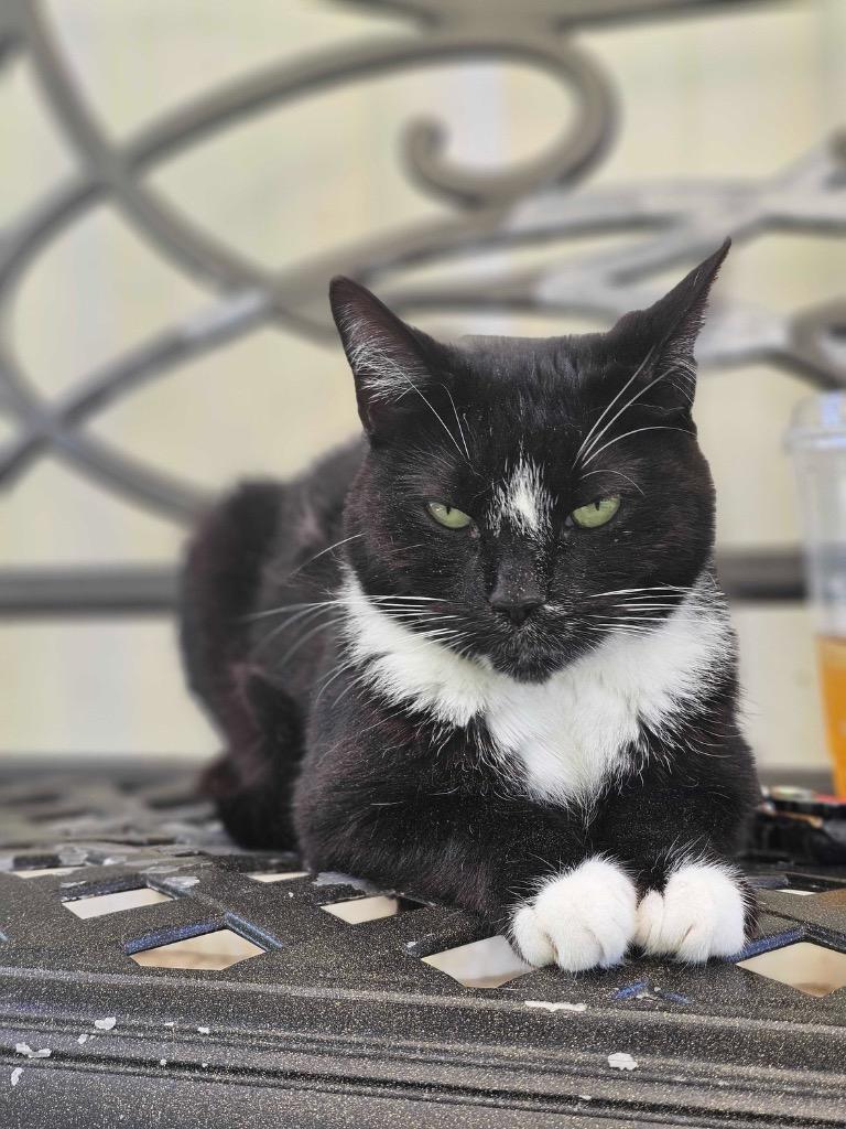 Stormy, Adoptable, Adult Female Domestic Short Hair.