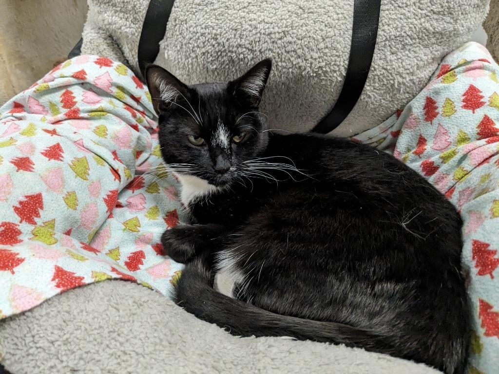 Enlarge Stormy, a Adoptable mixed breed in Meriden, CT image 2/5