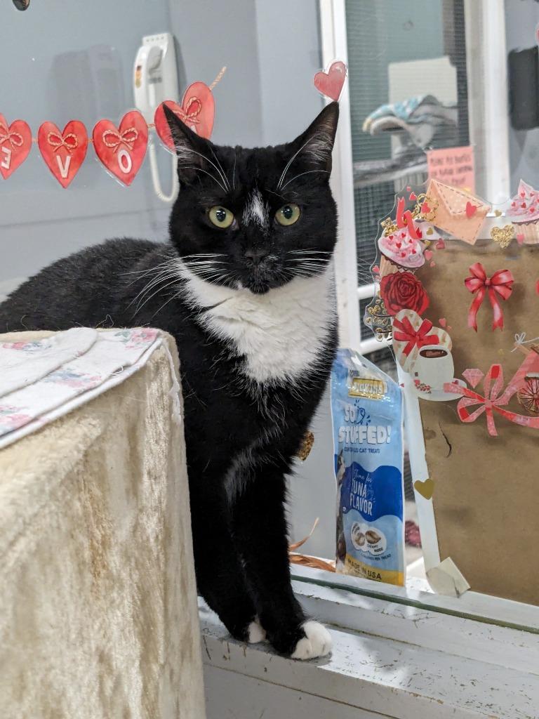 Enlarge Stormy, a Adoptable mixed breed in Meriden, CT image 3/5