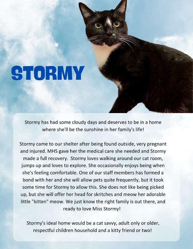 Enlarge Stormy, a Adoptable mixed breed in Meriden, CT image 4/5