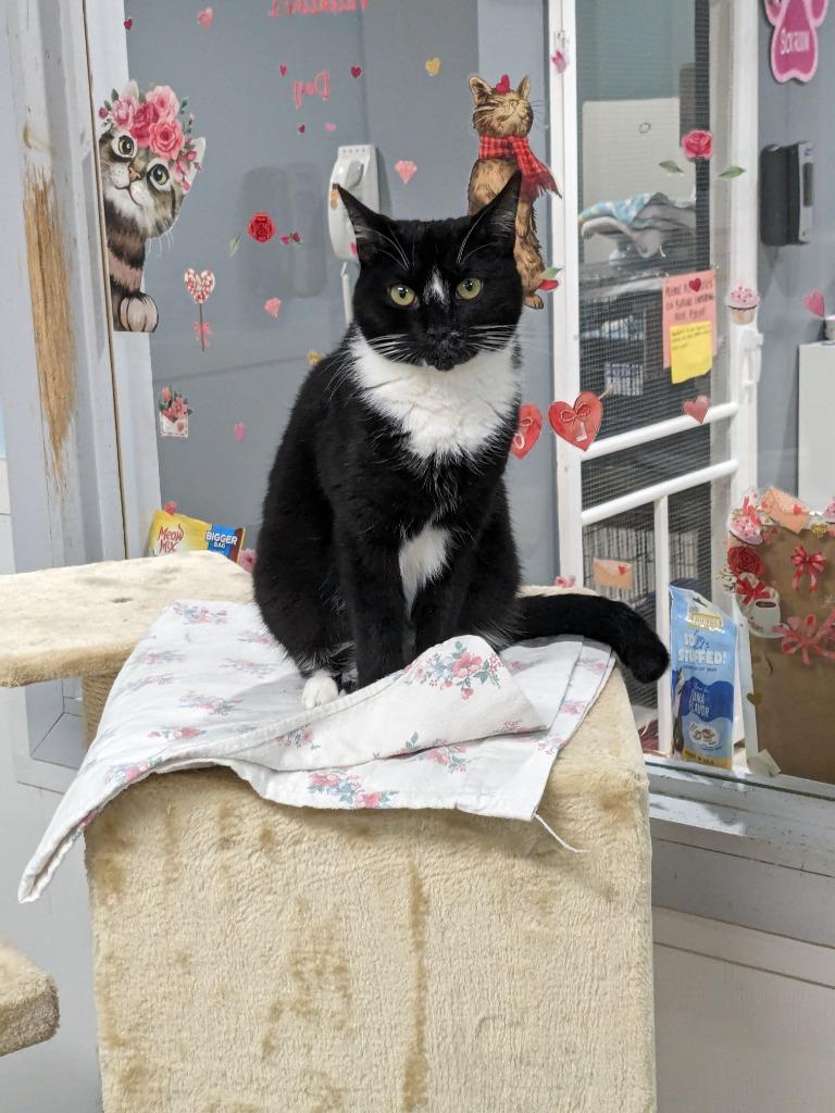 Enlarge Stormy, a Adoptable mixed breed in Meriden, CT image 5/5