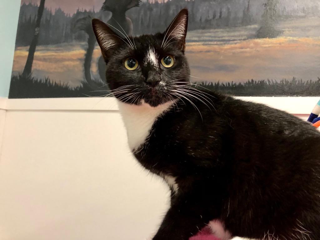 Enlarge Stormy, a Adoptable mixed breed in Meriden, CT image 5/5