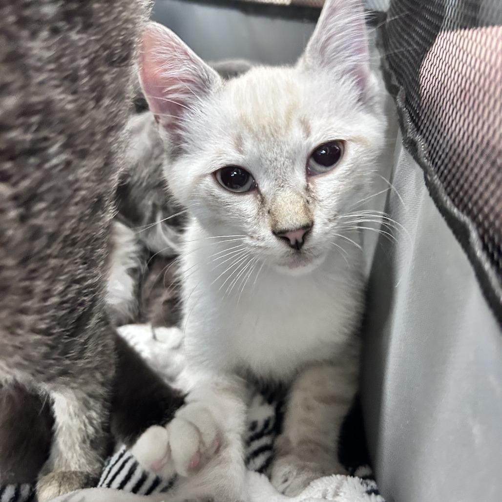 Peeta, Adoptable, Kitten Male Domestic Medium Hair.