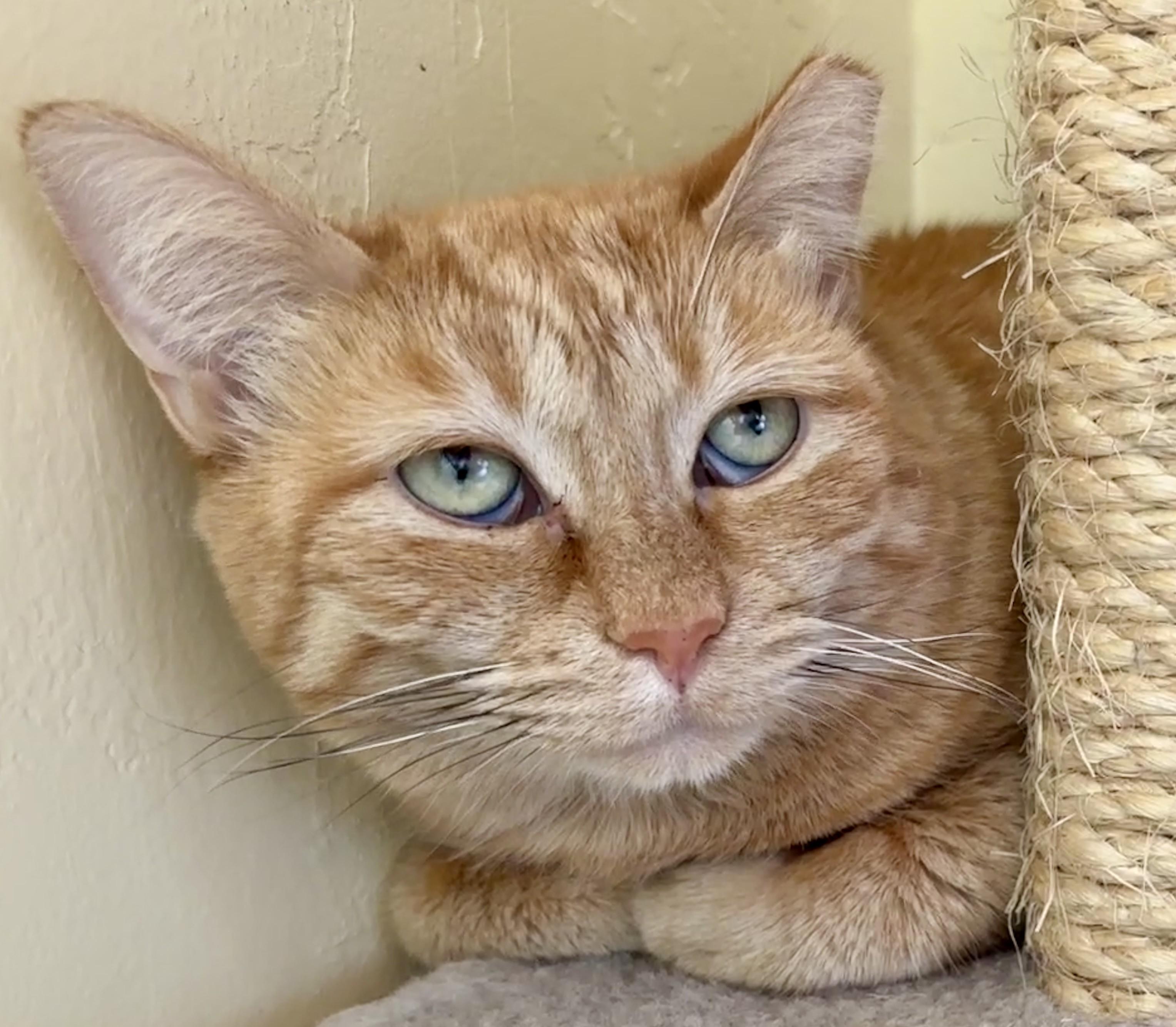 Enlarge LOVEY, a Adoptable Domestic Short Hair in Prescott, AZ image 6/6