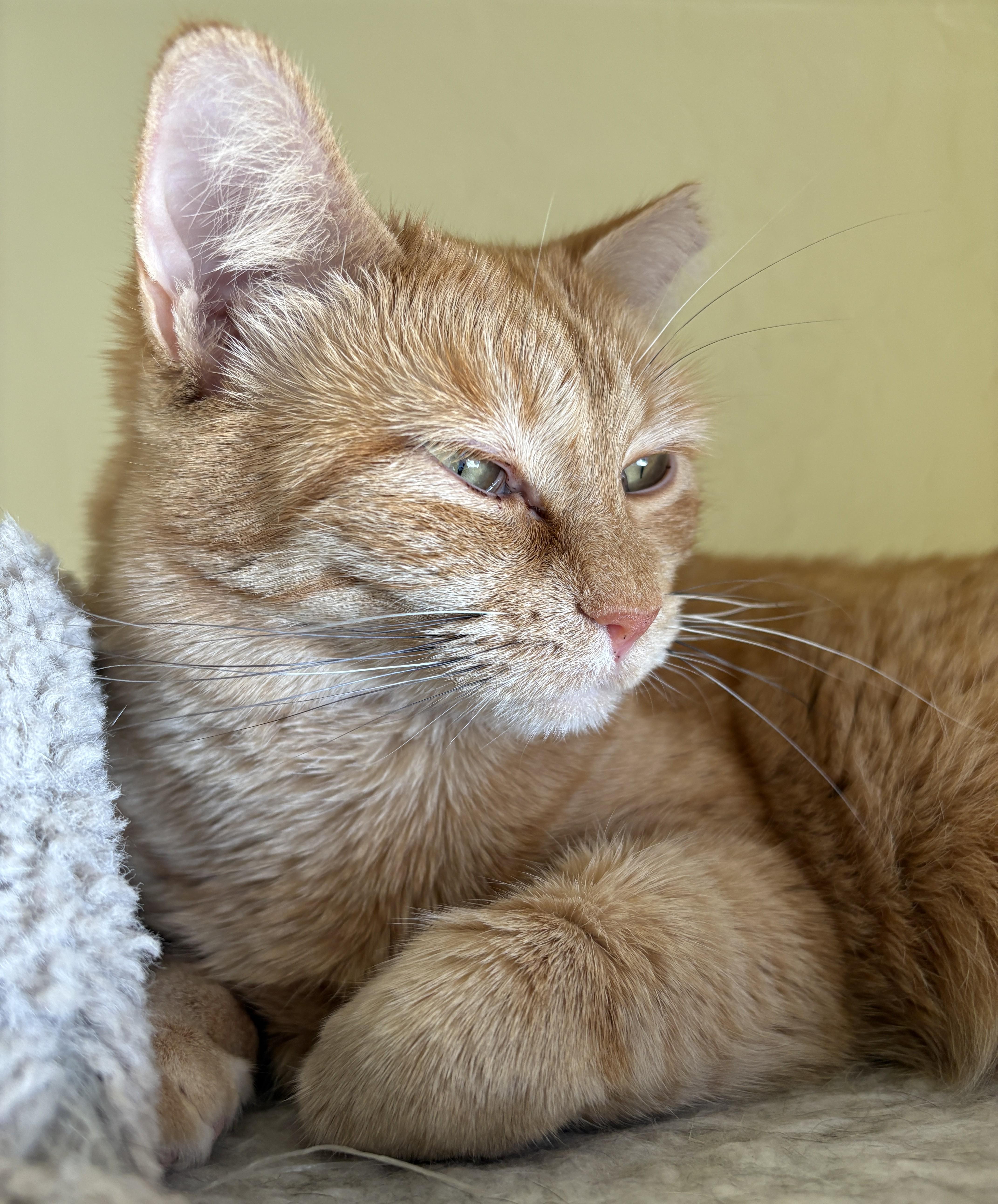 Enlarge LOVEY, a Adoptable Domestic Short Hair in Prescott, AZ image 3/6