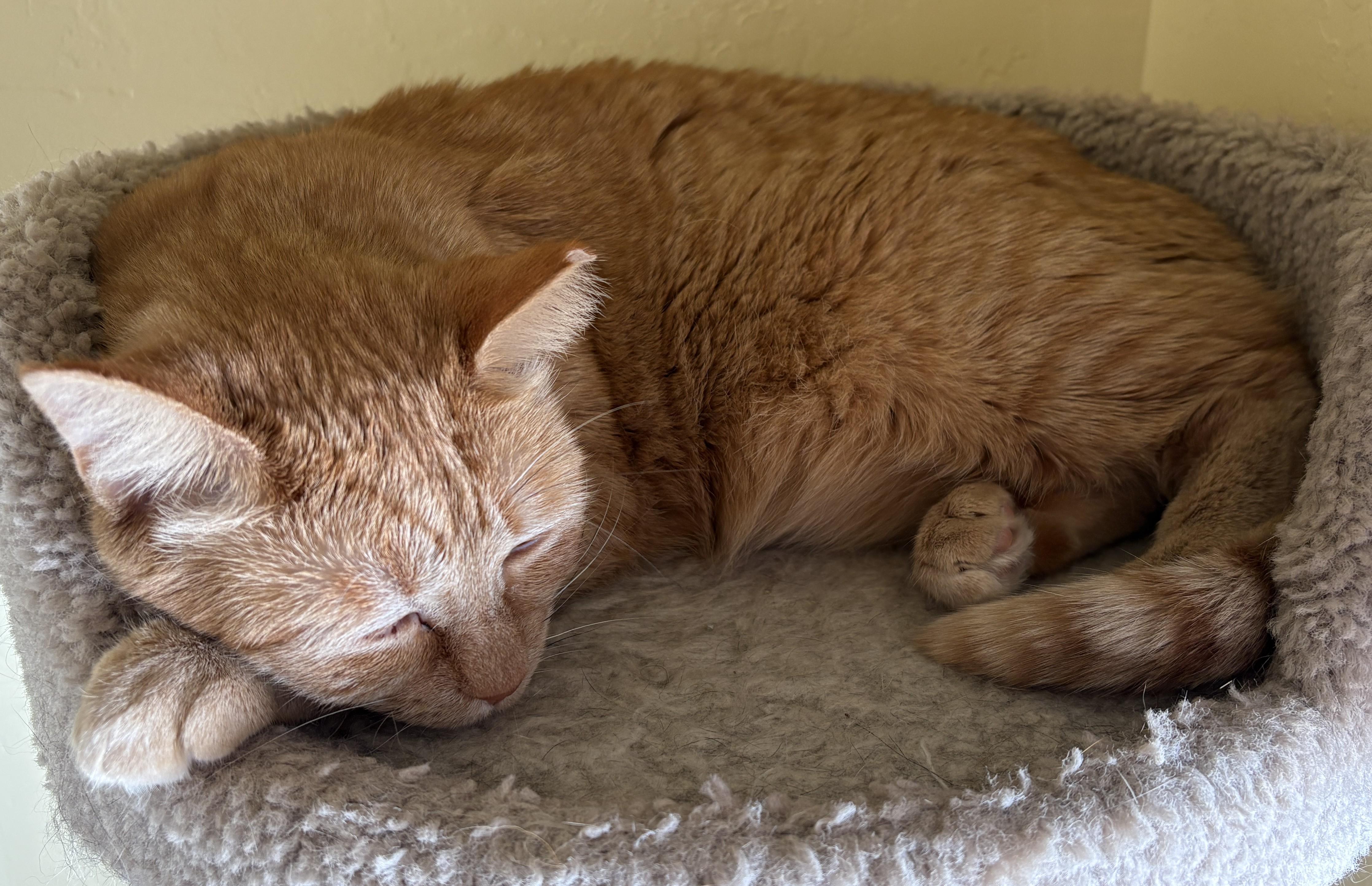Enlarge LOVEY, a Adoptable Domestic Short Hair in Prescott, AZ image 5/6