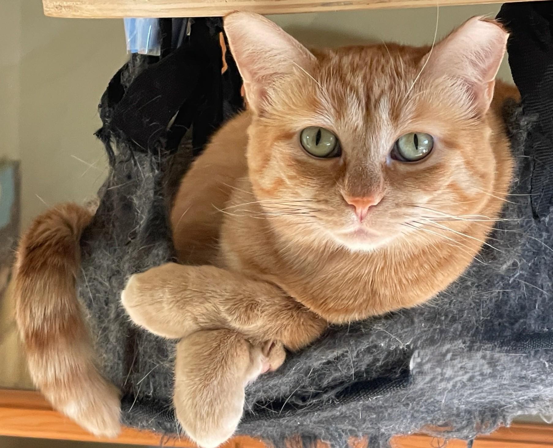 LOVEY, Adoptable, Adult Female Domestic Short Hair.