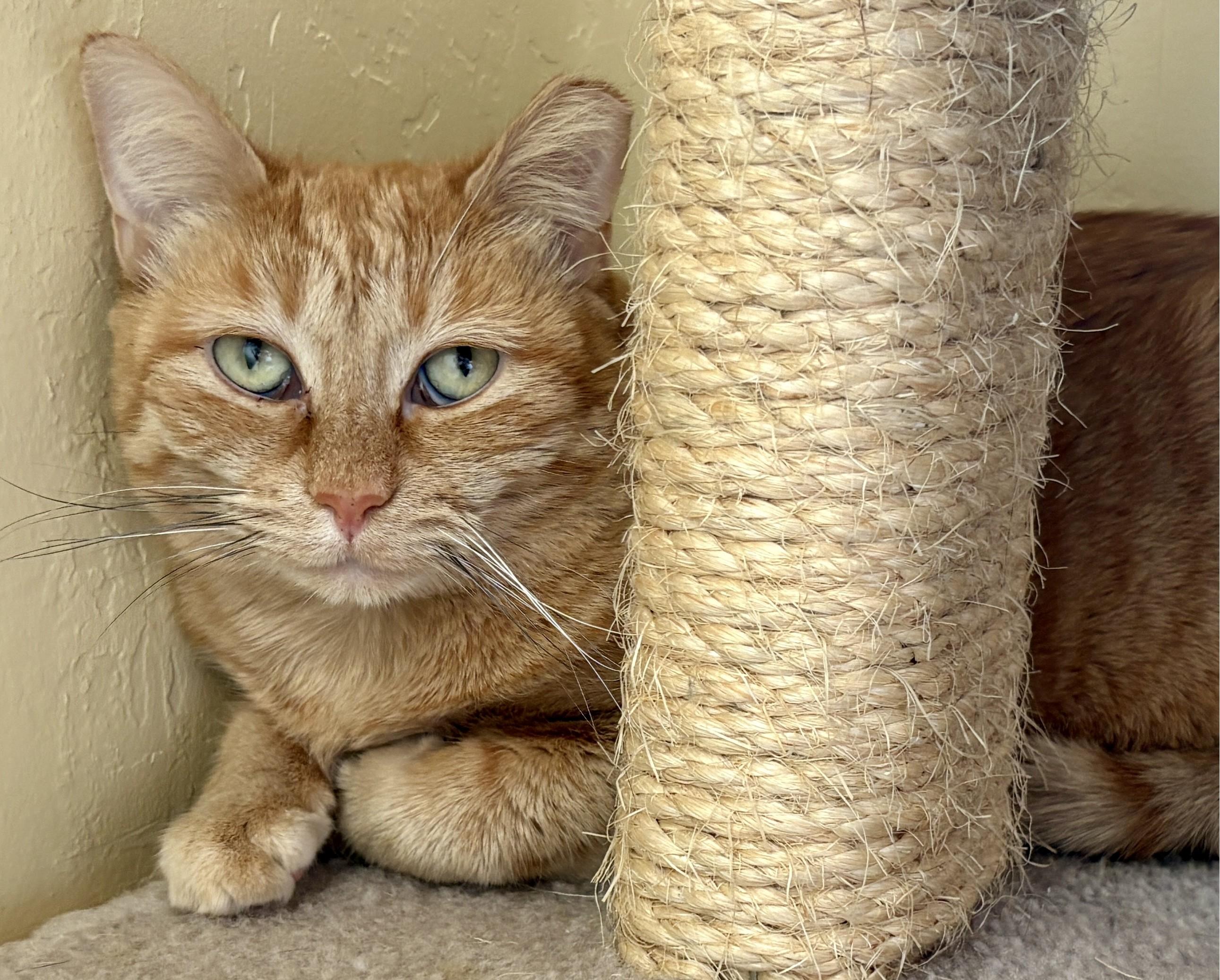 Enlarge LOVEY, a Adoptable Domestic Short Hair in Prescott, AZ image 4/6