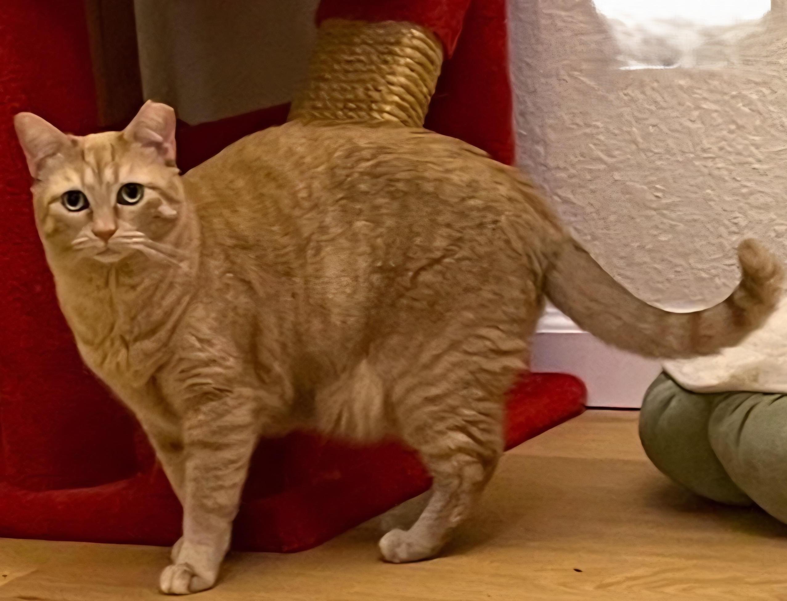 Enlarge LOVEY, a Adoptable Domestic Short Hair in Prescott, AZ image 2/6