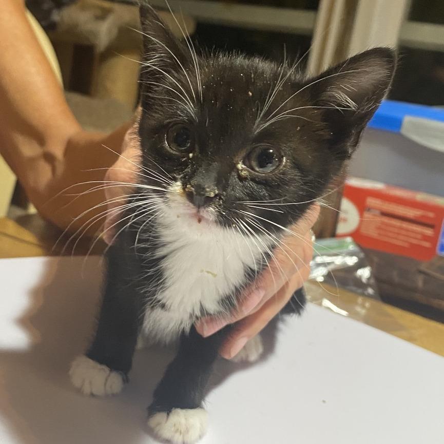 Enlarge Silo, a Adoptable Domestic Short Hair in Cedaredge, CO image 1/1