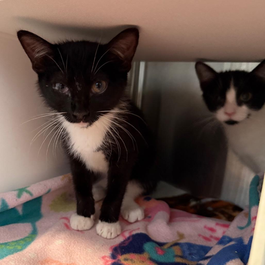 Enlarge Silo, a Adoptable Domestic Short Hair in Cedaredge, CO image 2/4