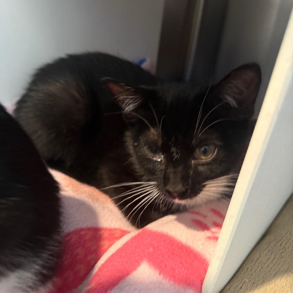 Enlarge Silo, a Adoptable Domestic Short Hair in Cedaredge, CO image 3/4