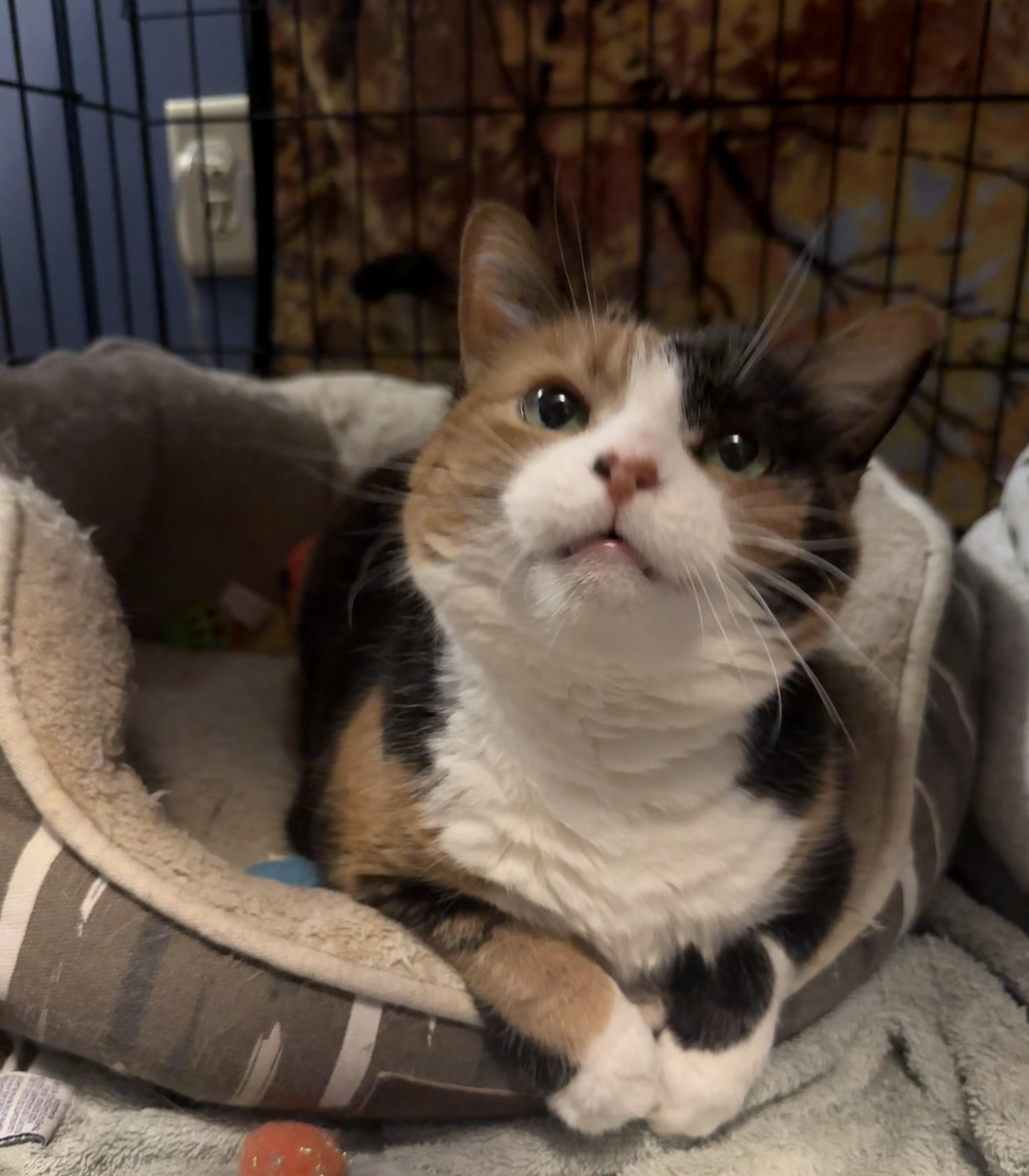 Enlarge Tammy, a ADOPTABLE Domestic Short Hair in Massillon , OH image 4/4