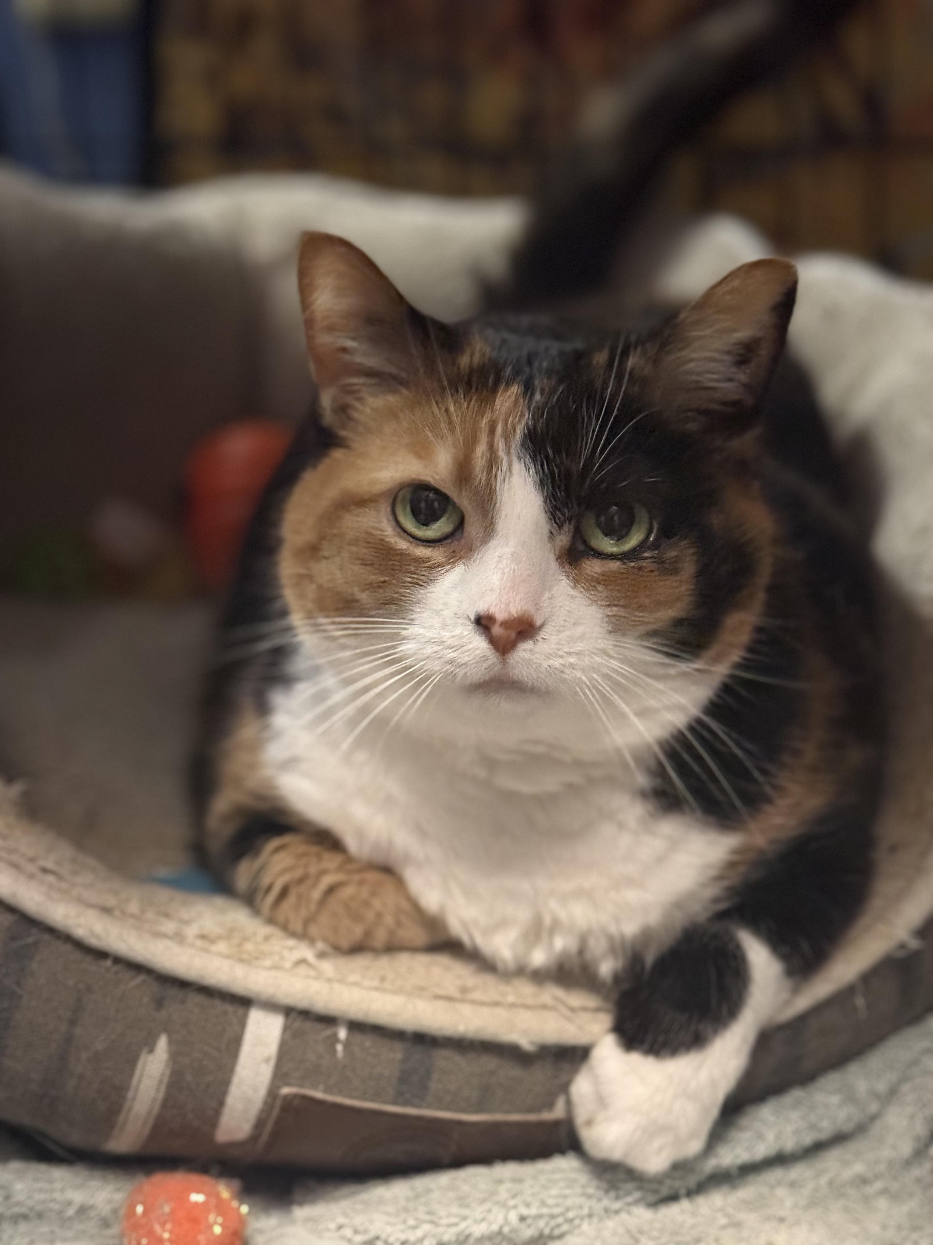 Tammy, ADOPTABLE, Young Female Domestic Short Hair.