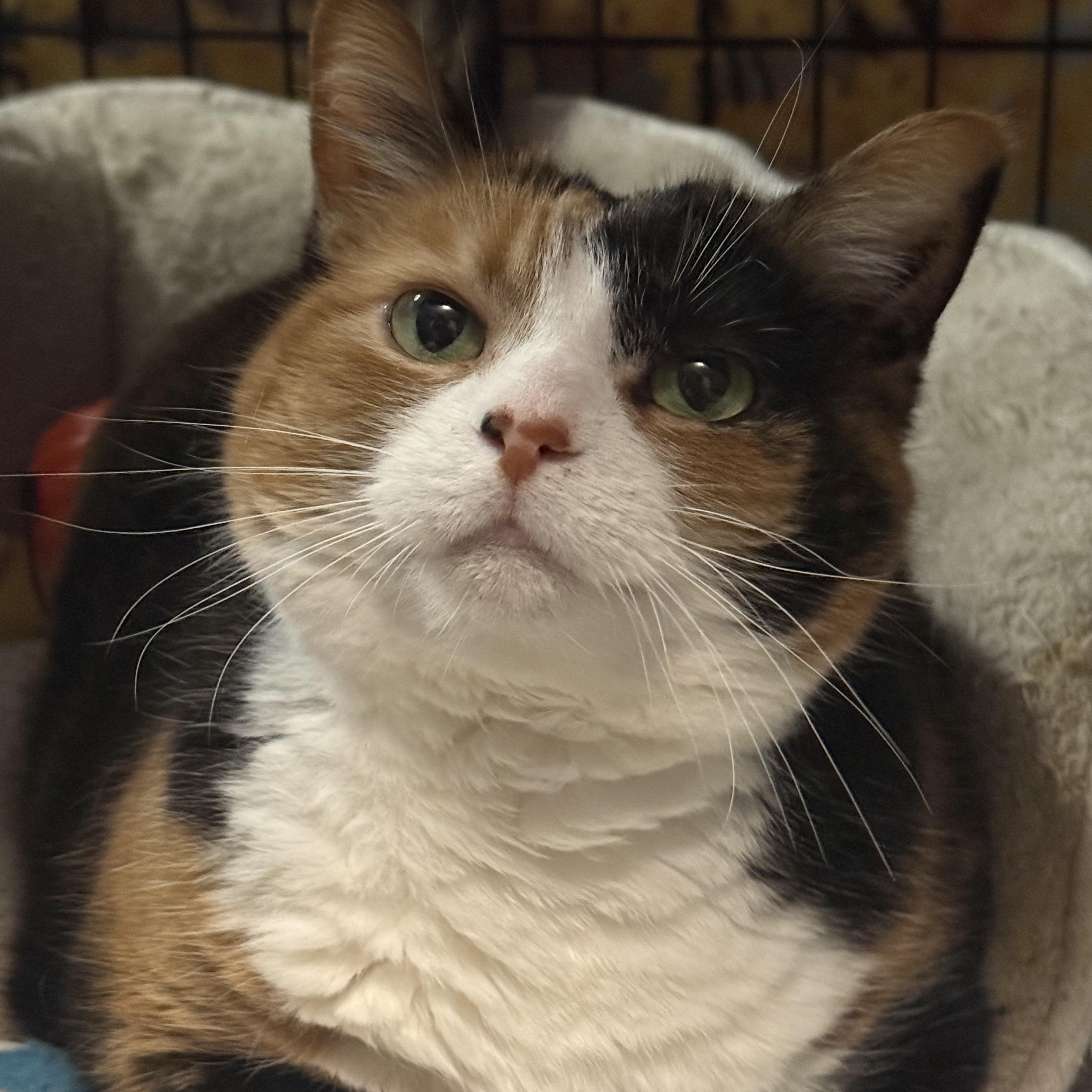 Enlarge Tammy, a ADOPTABLE Domestic Short Hair in Massillon , OH image 2/4