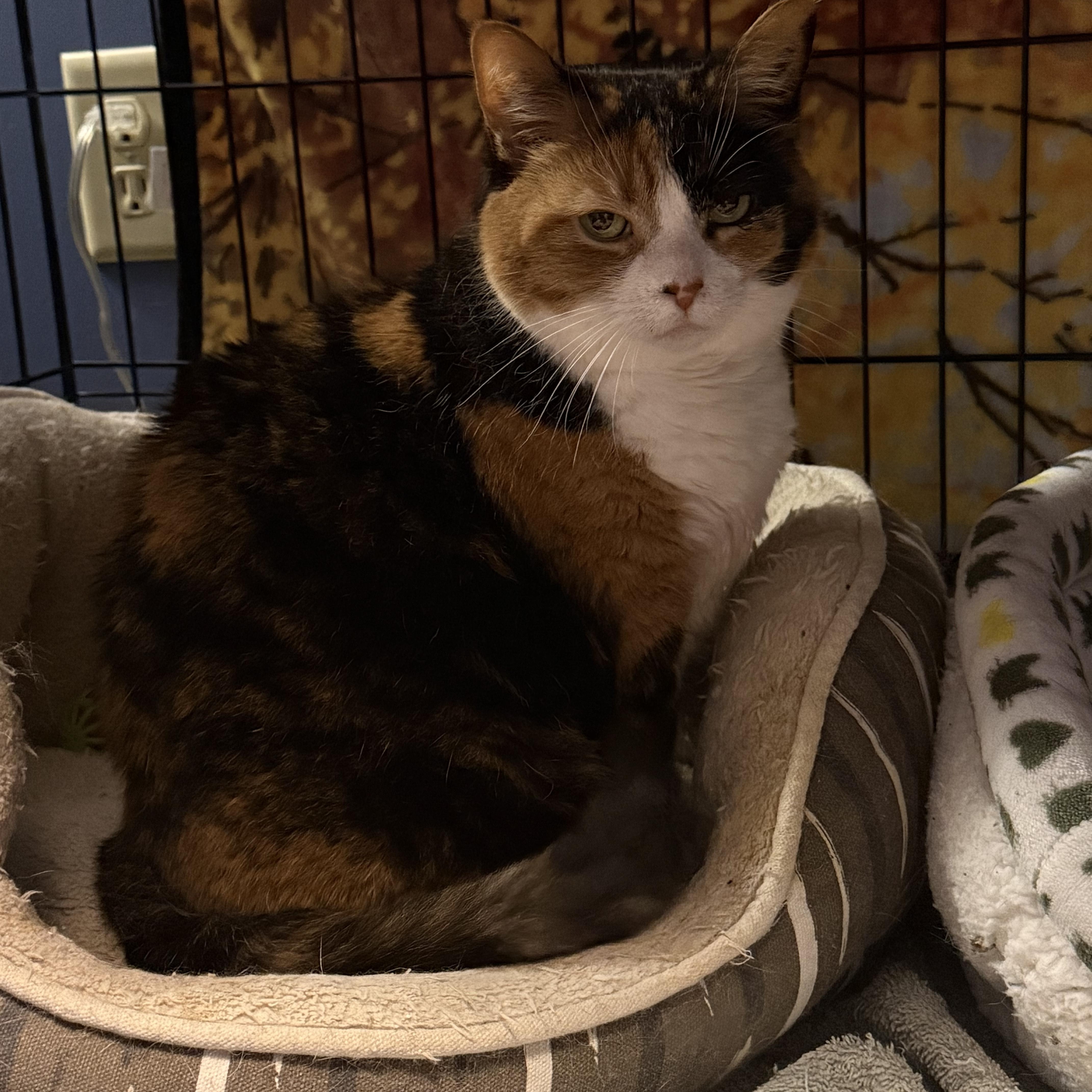 Enlarge Tammy, a ADOPTABLE Domestic Short Hair in Massillon , OH image 3/4