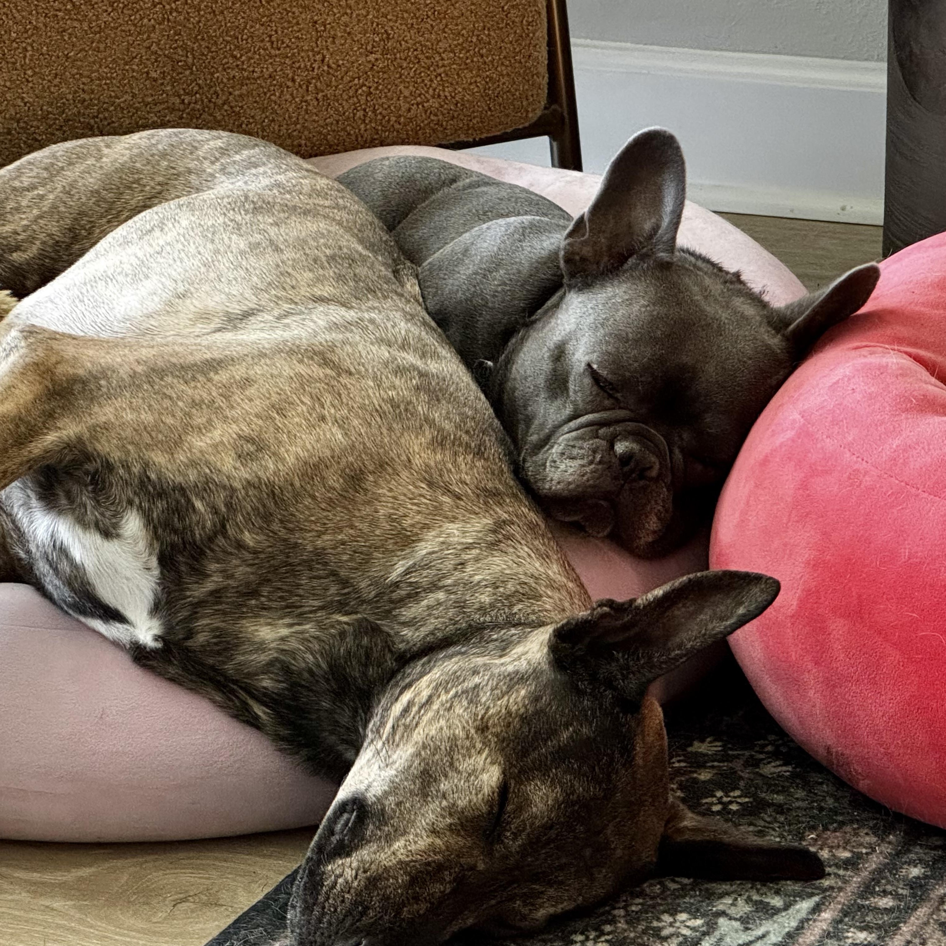 Enlarge Lulu, an adopted French Bulldog in Baytown, TX image 2/6