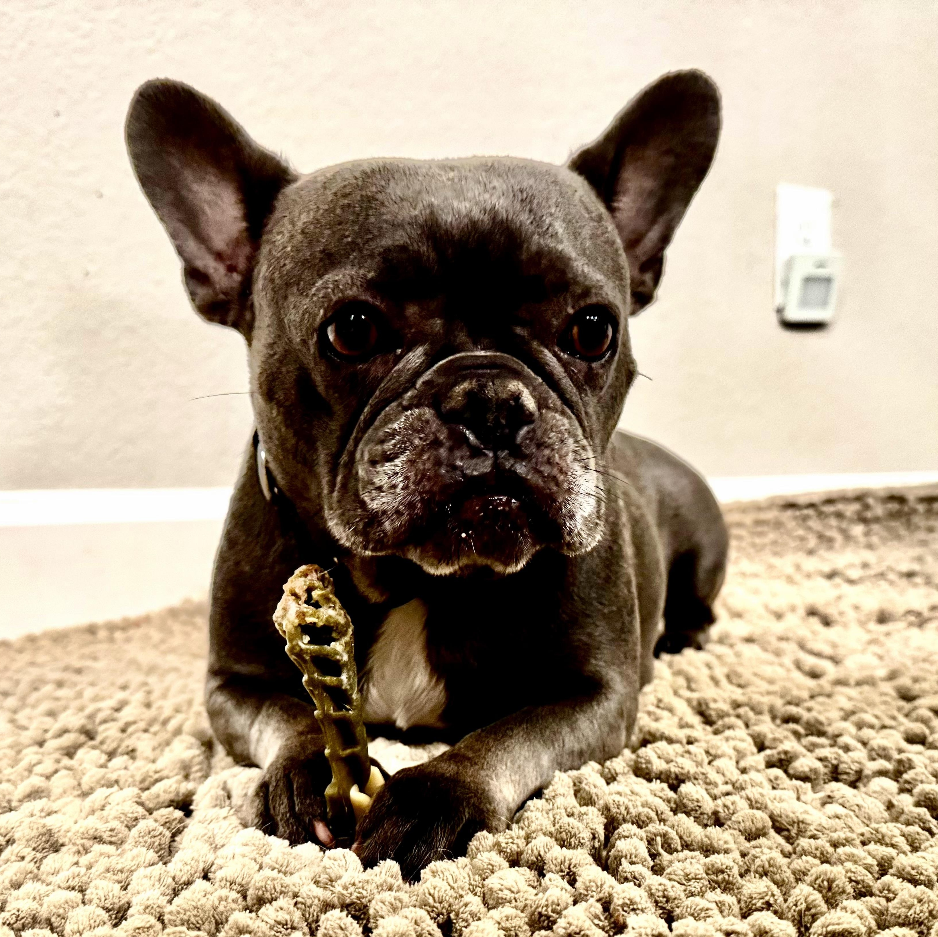 Enlarge Lulu, an adopted French Bulldog in Baytown, TX image 3/6