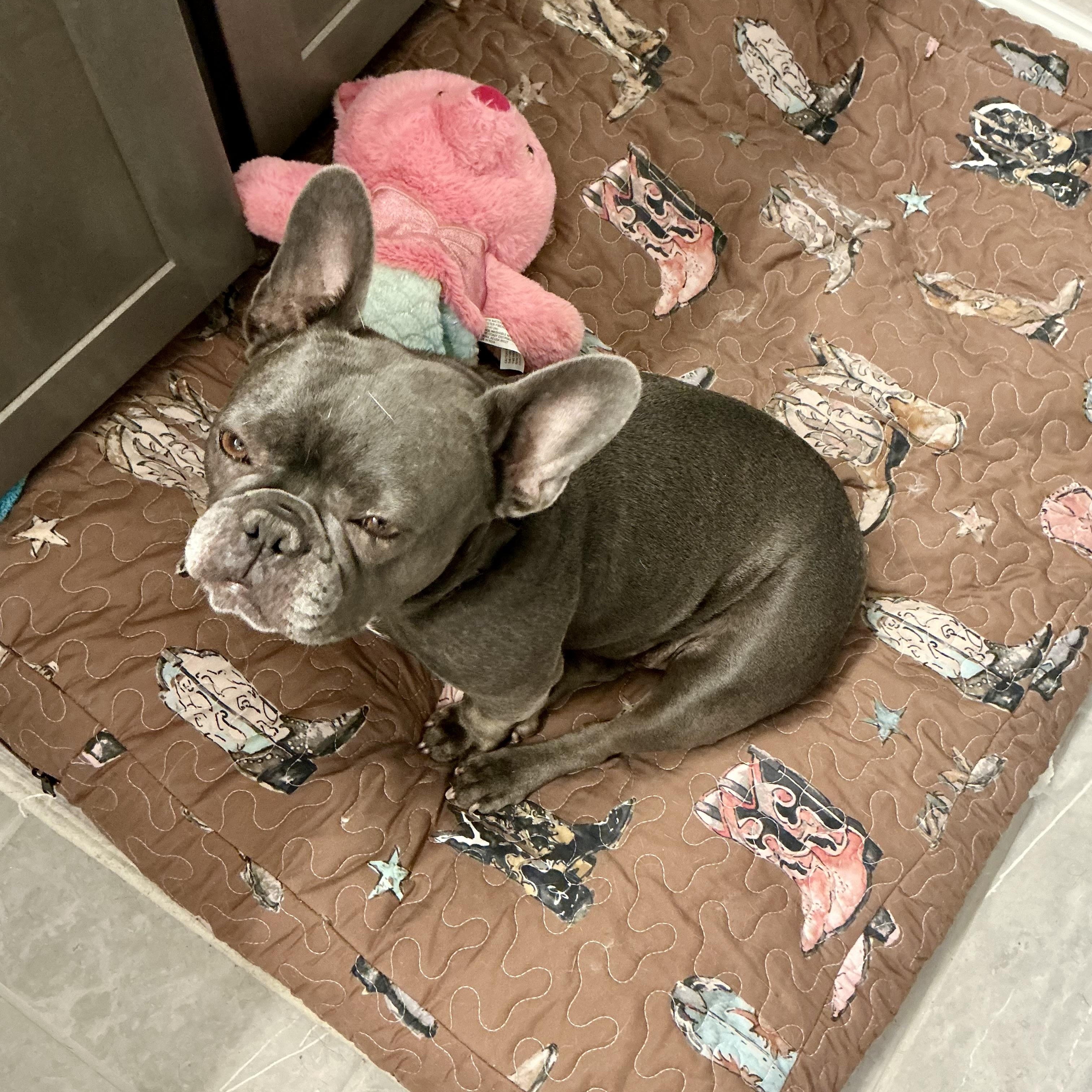 Enlarge Lulu, an adopted French Bulldog in Baytown, TX image 5/6
