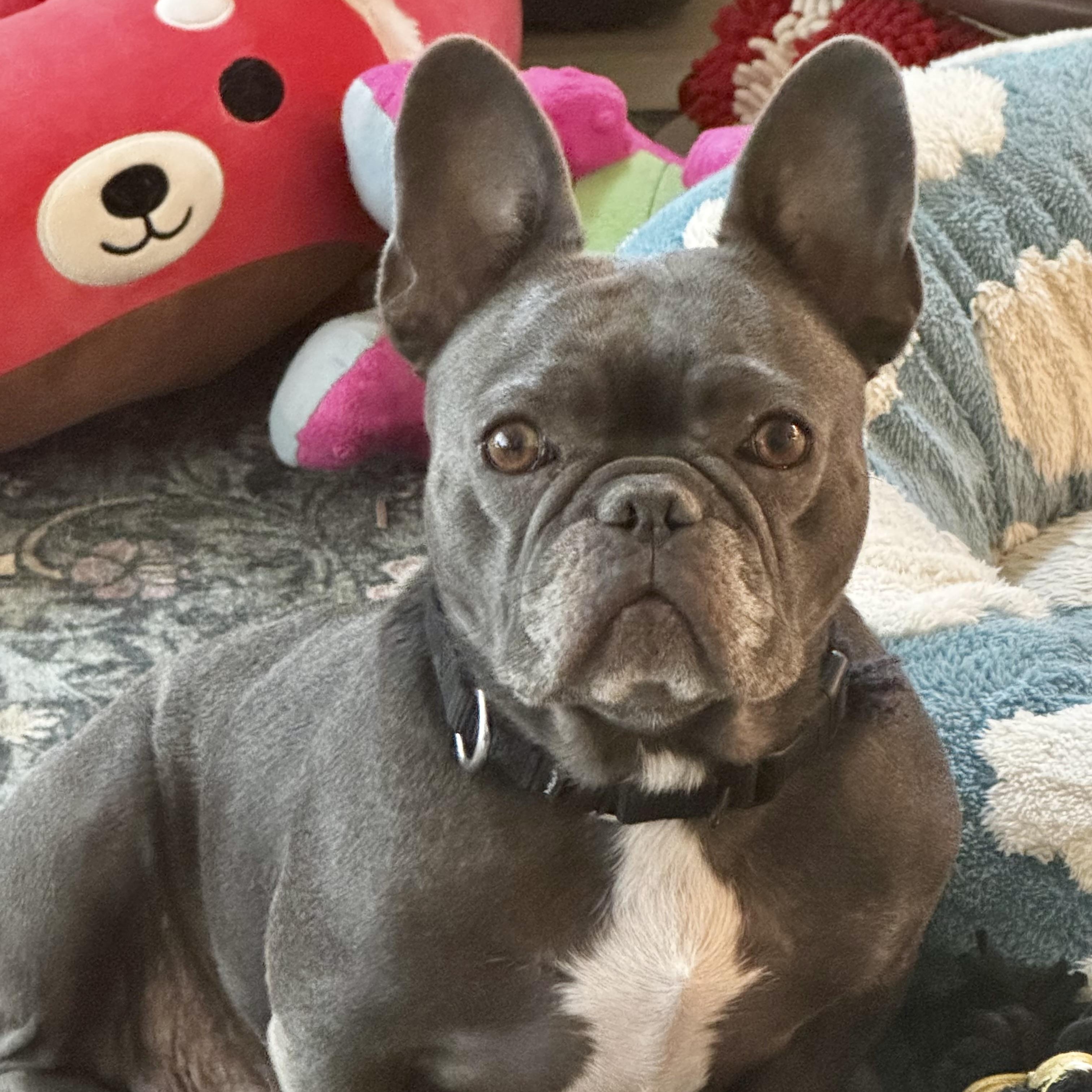 Lulu, adopted, Adult Female French Bulldog.