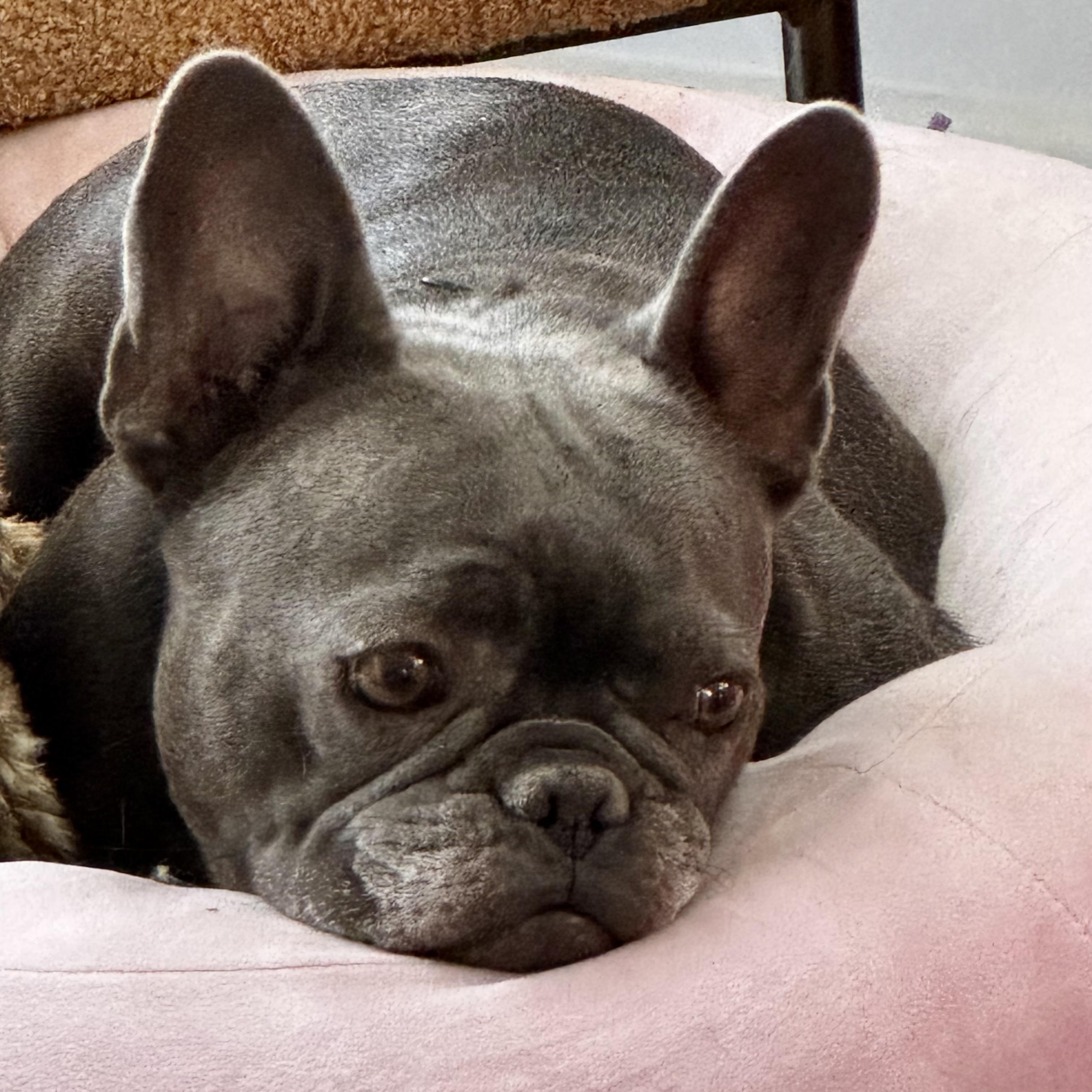 Enlarge Lulu, an adopted French Bulldog in Baytown, TX image 4/6