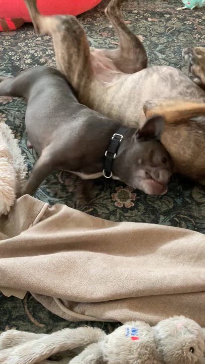 Enlarge Lulu, an adopted French Bulldog in Baytown, TX video 6/6