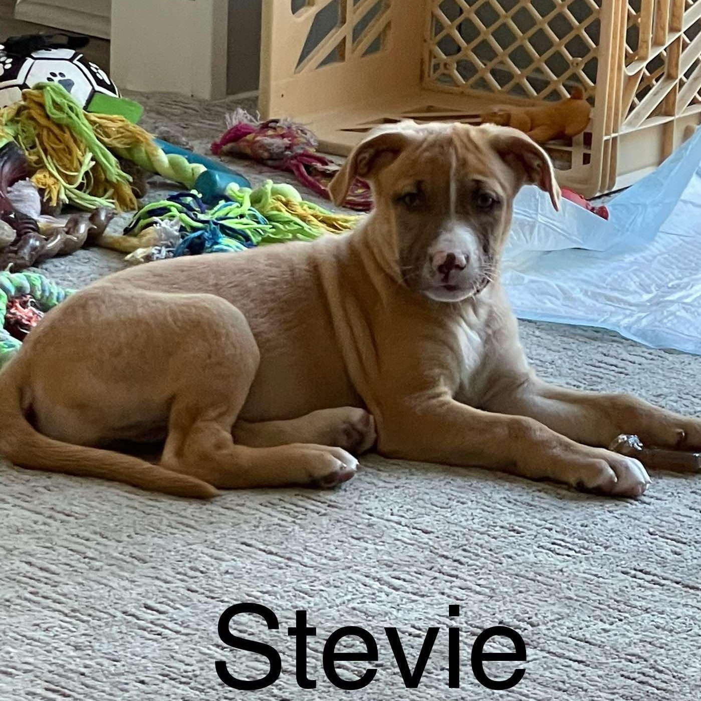 Stevie