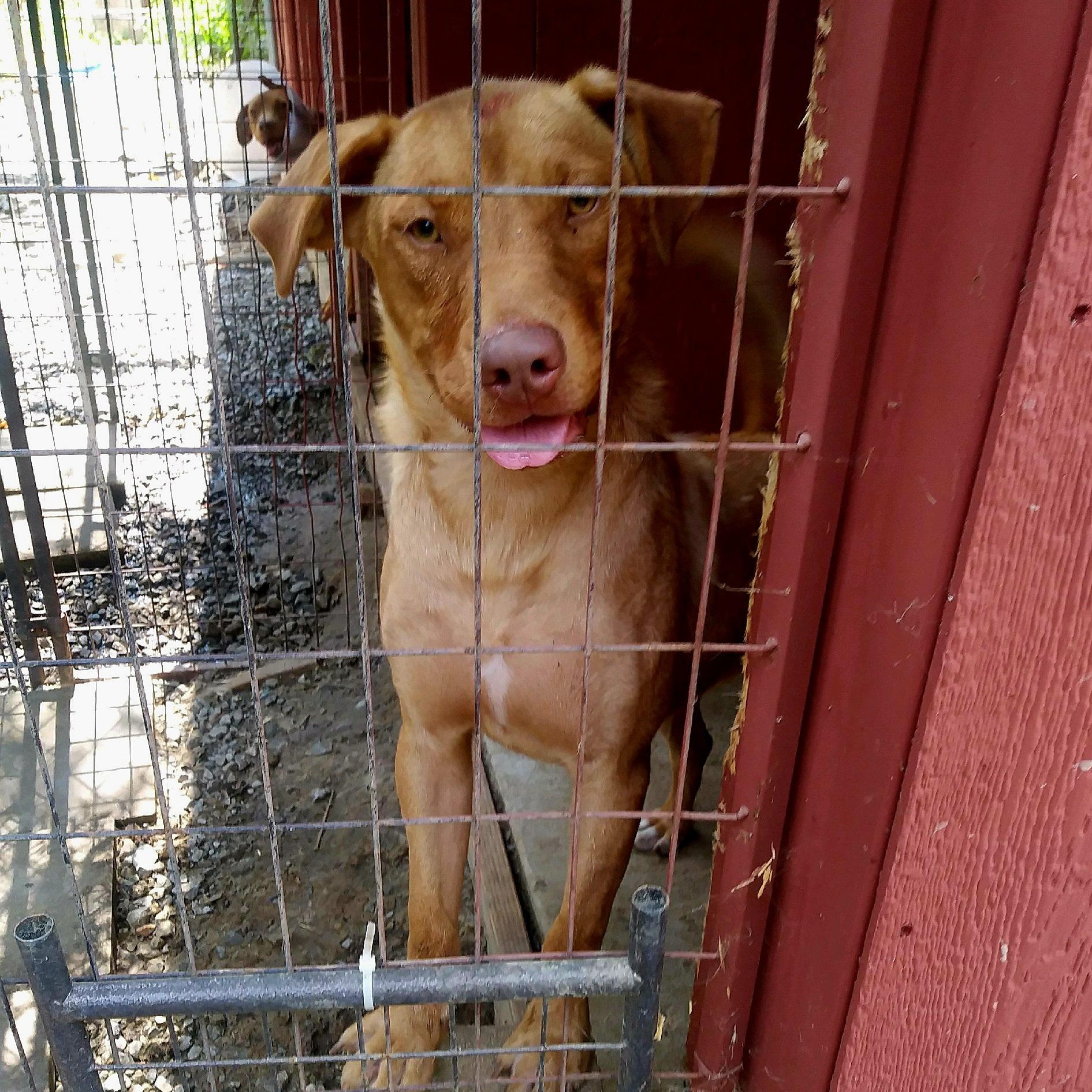 Enlarge Lucky, a Adoptable mixed breed in Arlington, TN image 5/6