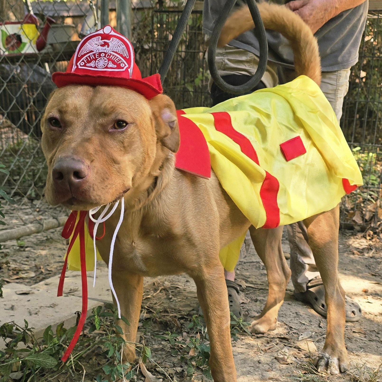 Lucky, Adoptable, Young Male Terrier.