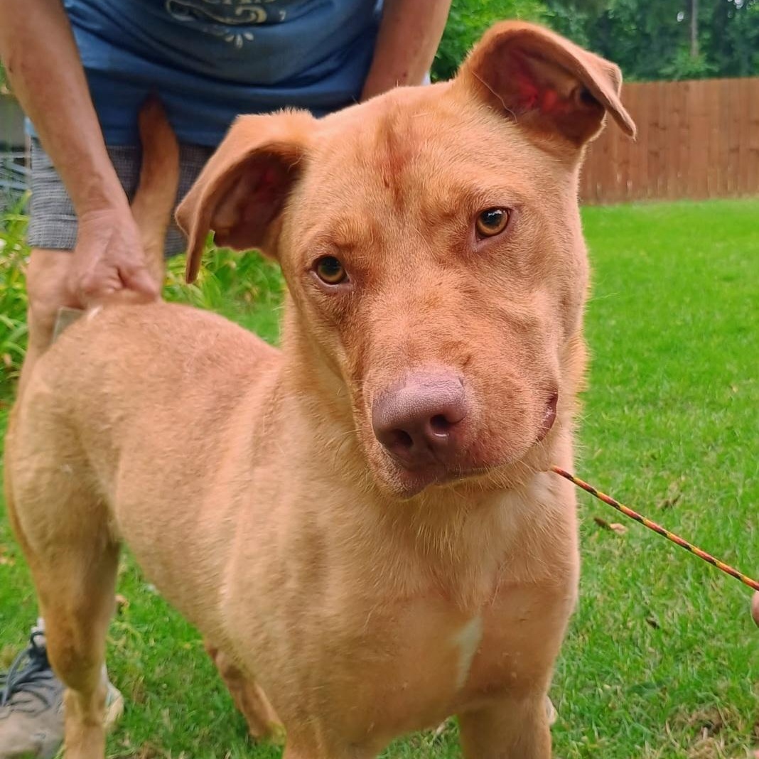 Enlarge Lucky, a Adoptable mixed breed in Arlington, TN image 4/6