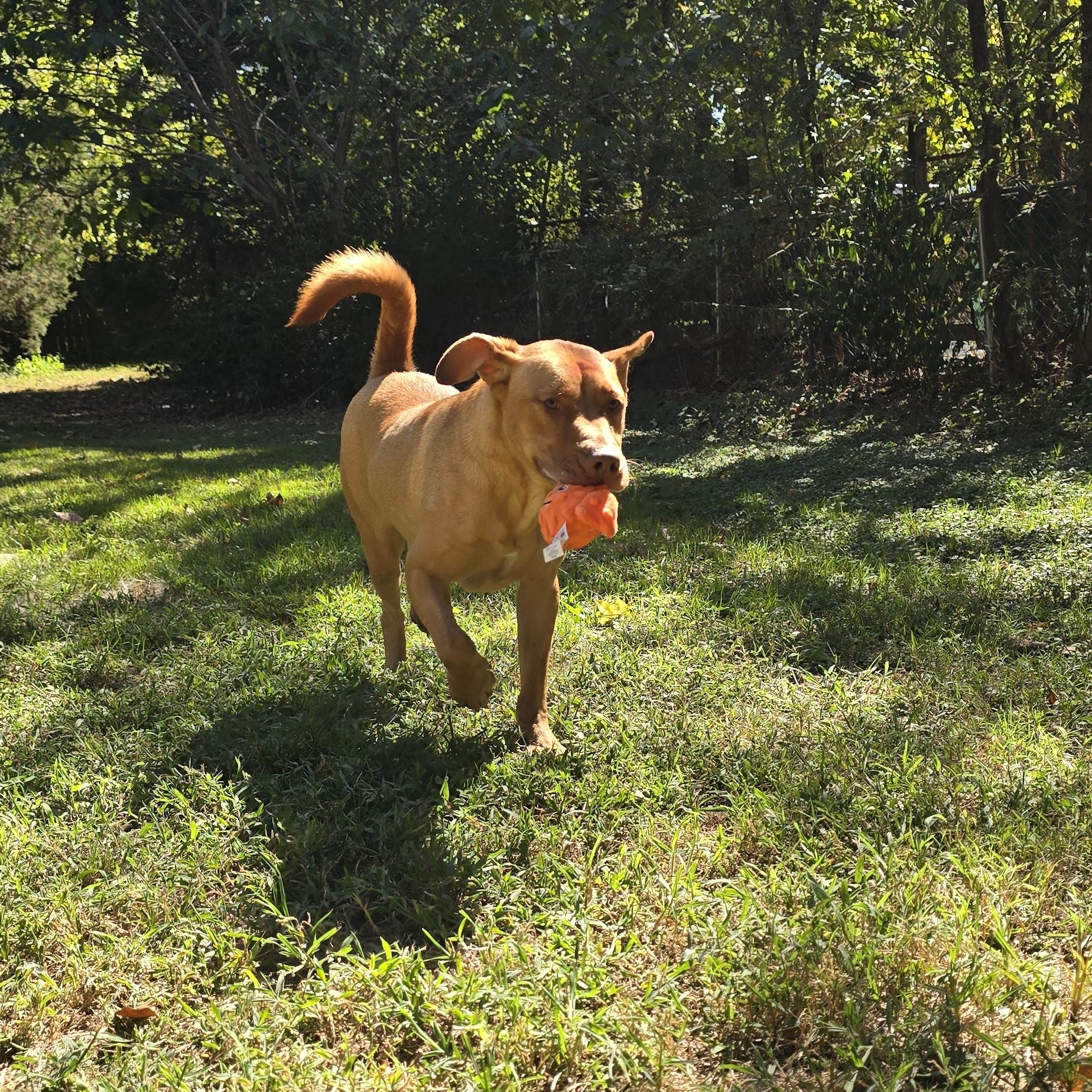 Enlarge Lucky, a Adoptable mixed breed in Arlington, TN image 2/6