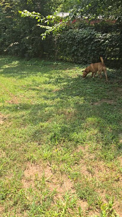 Enlarge Lucky, a Adoptable mixed breed in Arlington, TN video 6/6