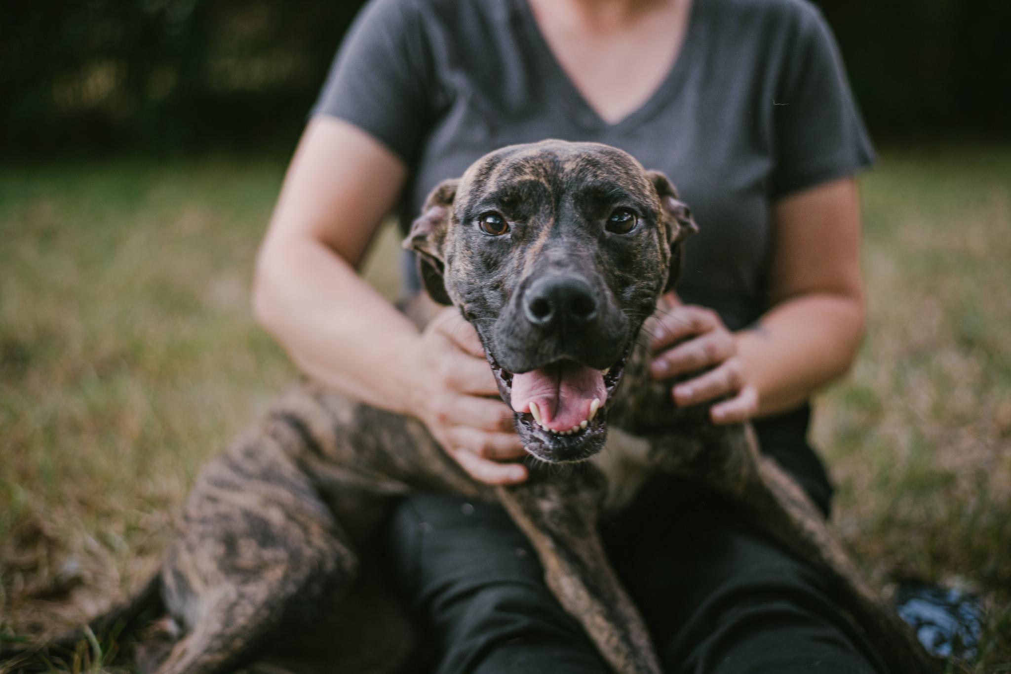 Enlarge Aria, a Adoptable mixed breed in Travelers Rest, SC image 5/6