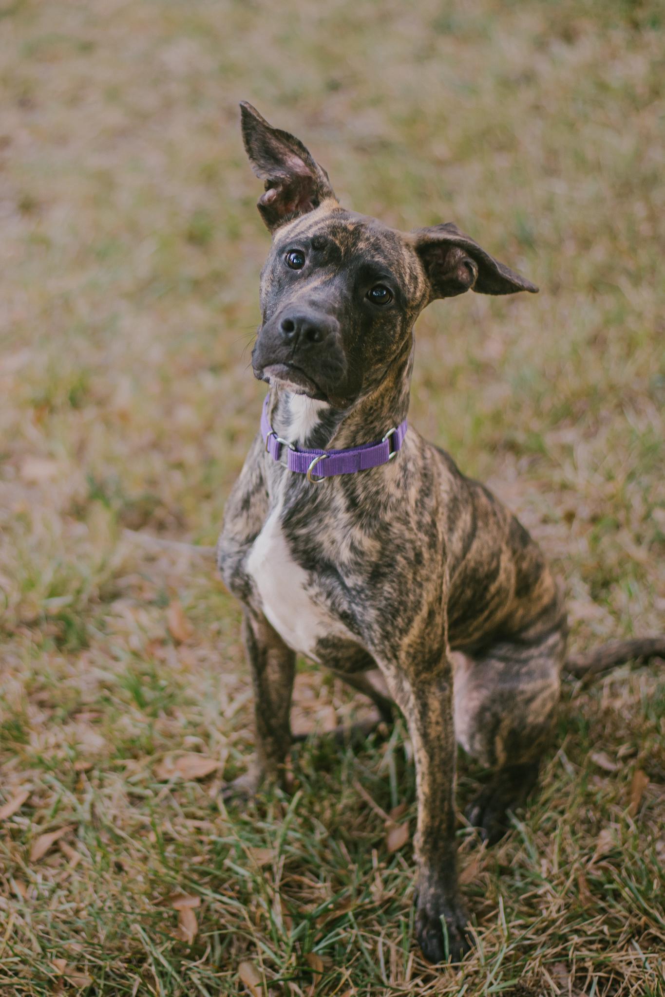 Enlarge Aria, a Adoptable mixed breed in Travelers Rest, SC image 3/6