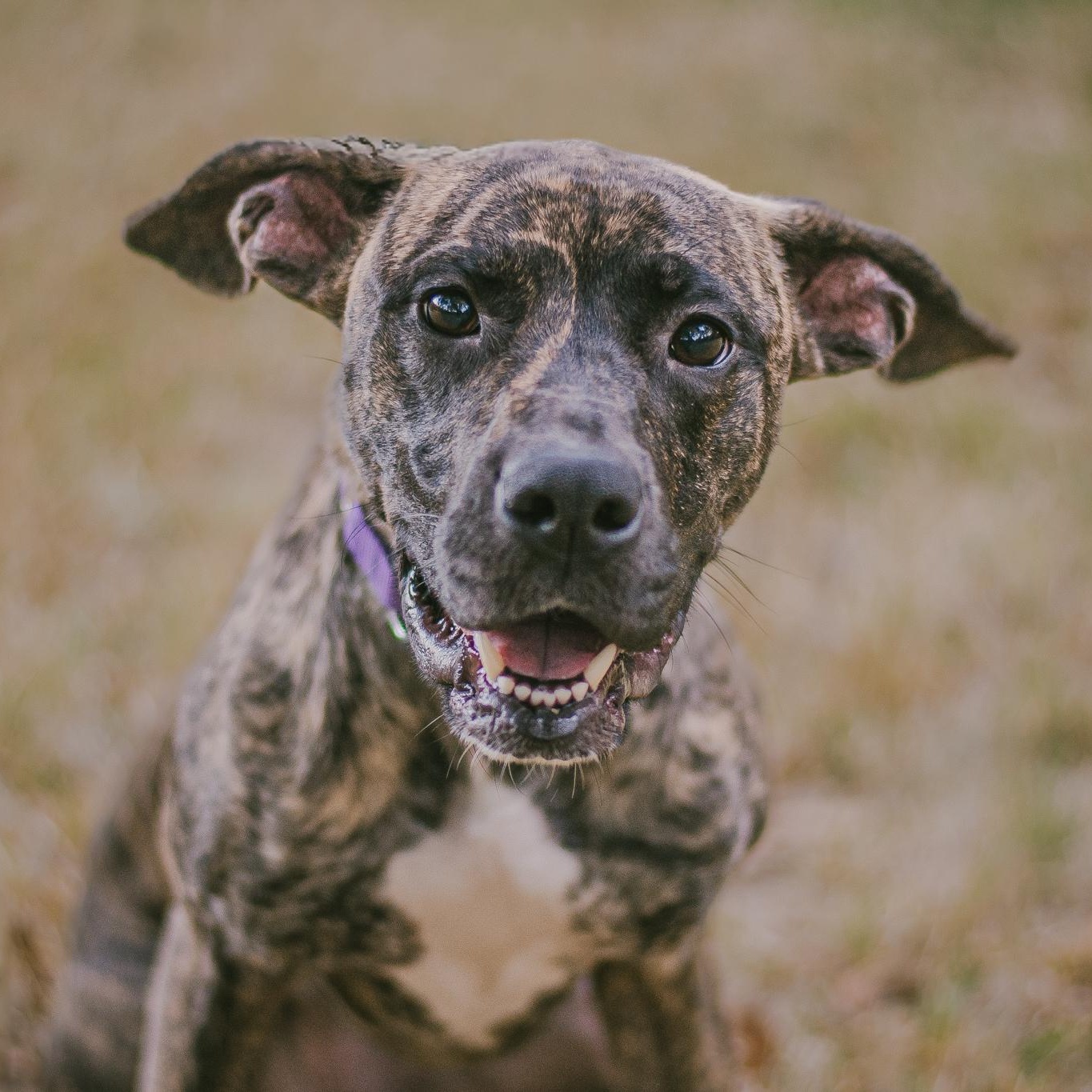 Aria, Adoptable, Adult Female Mixed Breed.