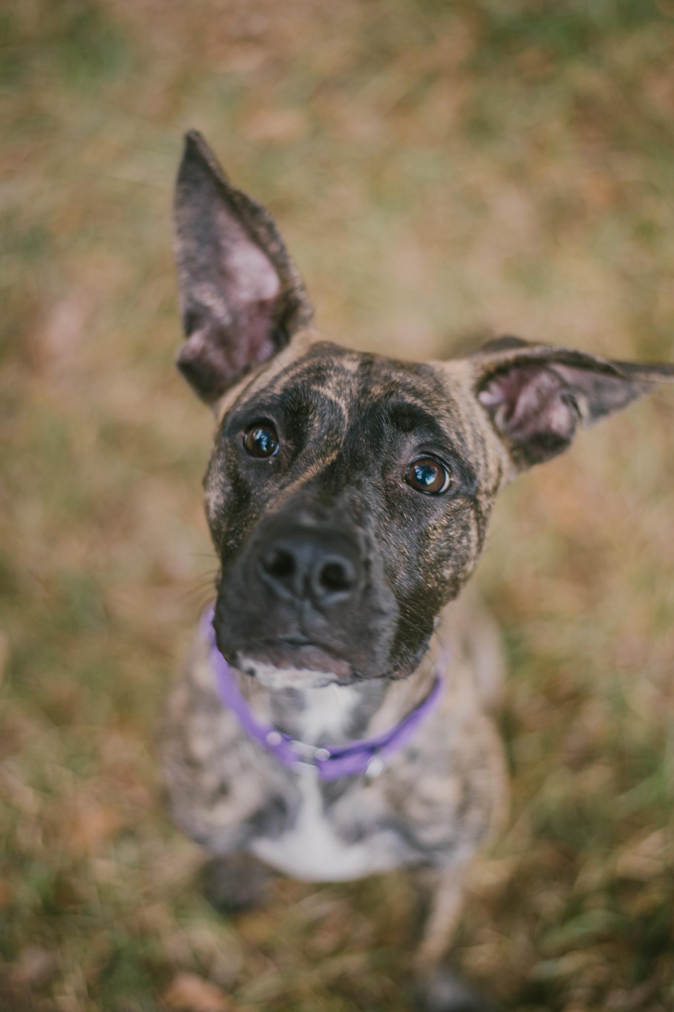 Enlarge Aria, a Adoptable mixed breed in Travelers Rest, SC image 4/6