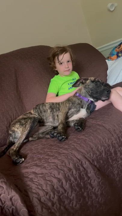 Enlarge Aria, a Adoptable mixed breed in Travelers Rest, SC video 2/6